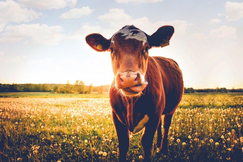 Cow pasture, © Seeweide Naturcamping Penzlin