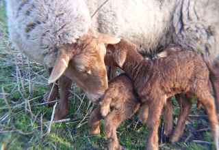 Coburg Fox Sheep // &copy; Peter Ramsch
