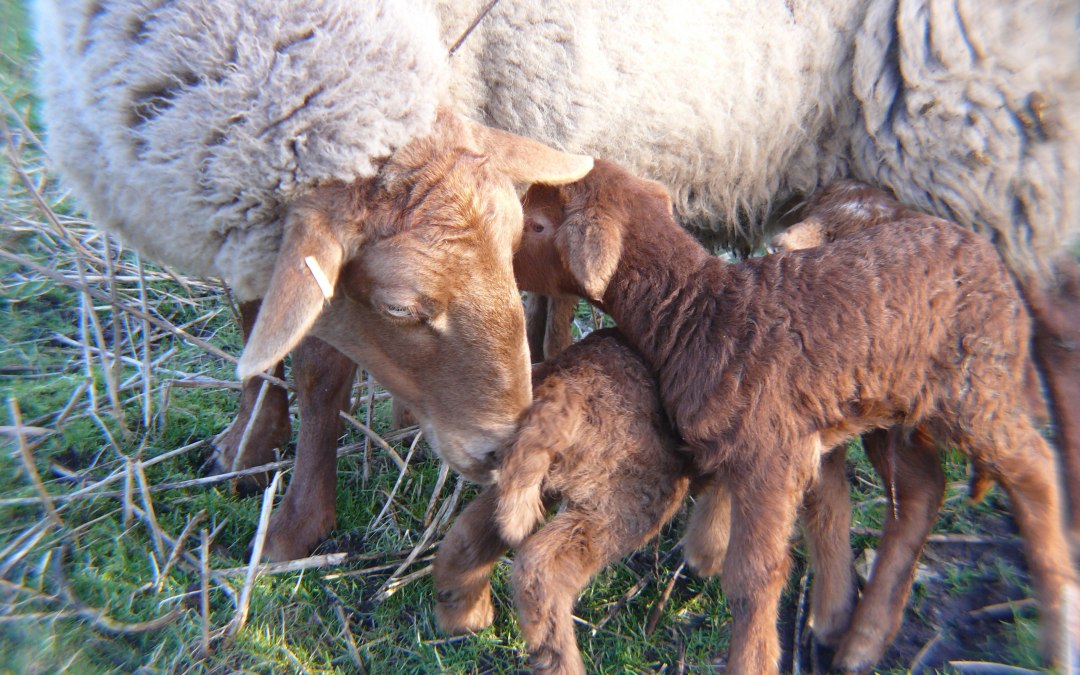 Coburg vossenschaap, © Peter Ramsch