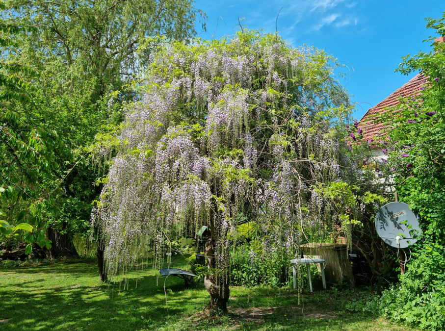 Hofcafe G&ouml;rzhausen3, &copy; Hofcaf&eacute; G&ouml;rzhausen