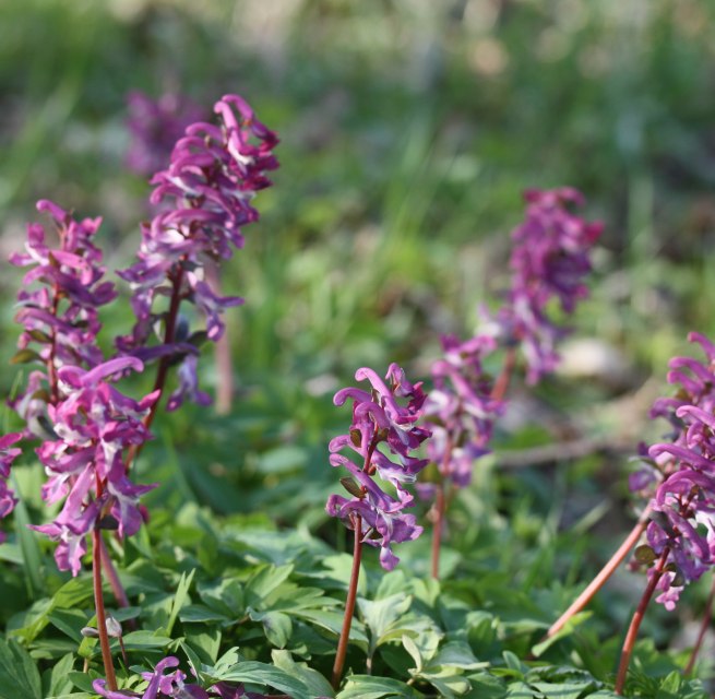 © Gudrun Marin-Ziegler