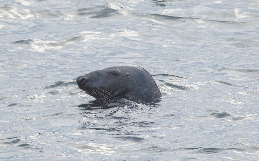 Zeehondenrondvaarten vanuit de haven van Baabe (verschansing), © Weiße Flotte GmbH