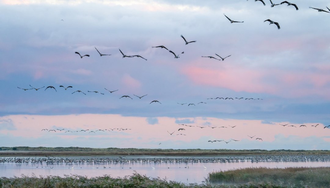 Cranes fly over the Vorpommersche Boddenlandschaft National Park in the morning light, while other birds rest in the shallow water.
