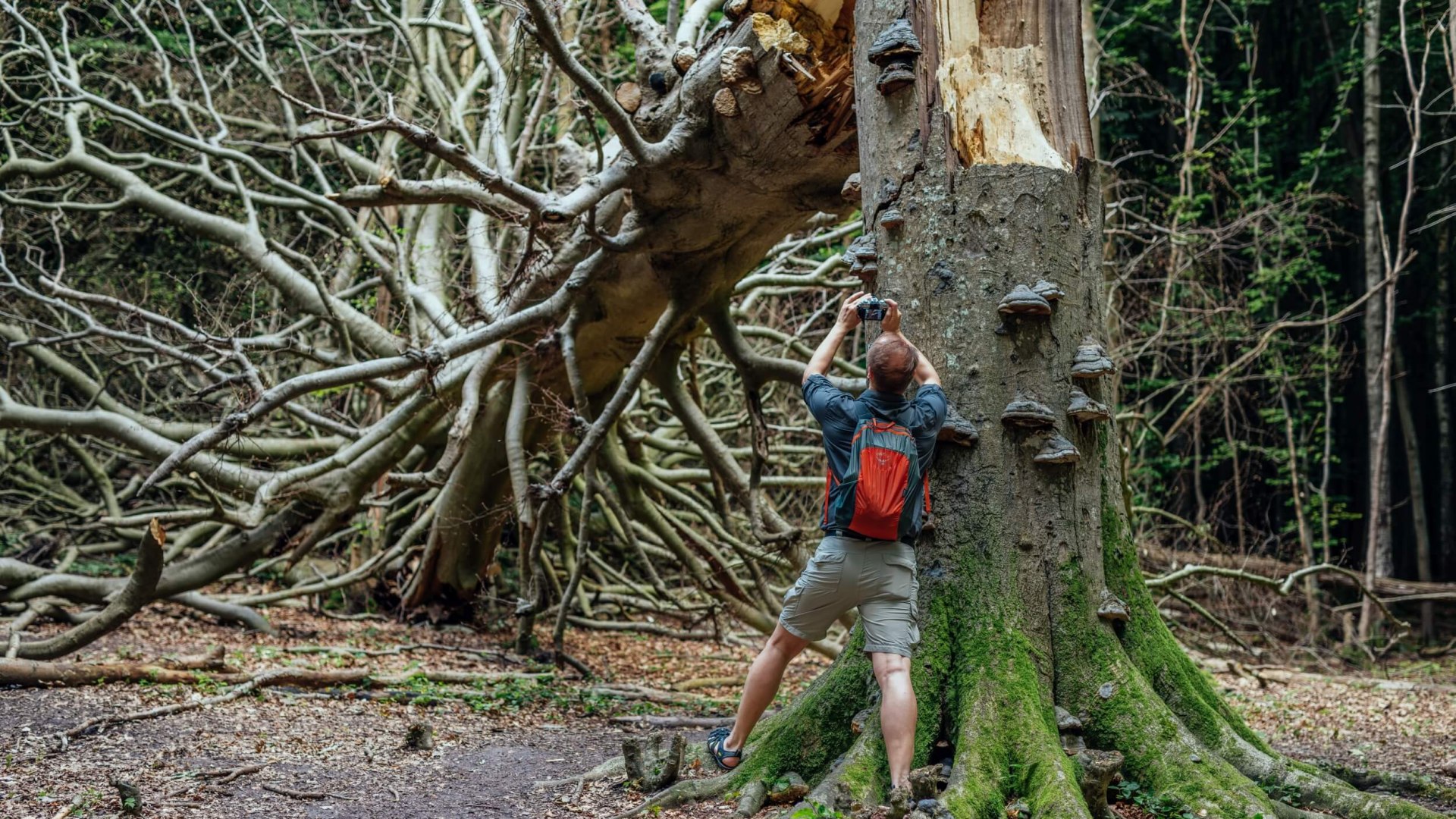 Geen abstracte kunst, maar natuurlijke schoonheid. Omgevallen bomen zijn ook belangrijk voor het voortbestaan van het beukenbos van Rügen. Een zeer grote omgevallen boom in het beukenbos.