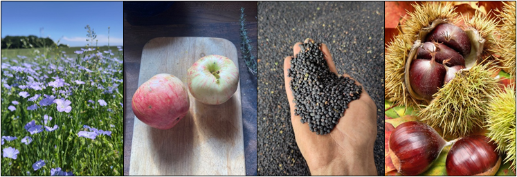 Agroleśnictwo w Lassaner Winkel, © Europäische Akademie der Heildenden Künste e.V.