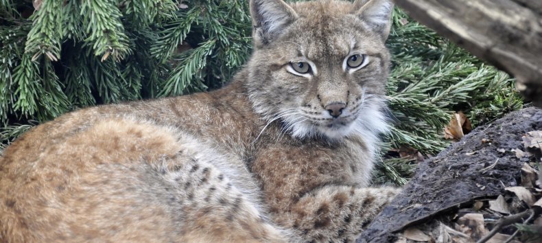 © Zoo Rostock/Seemann
