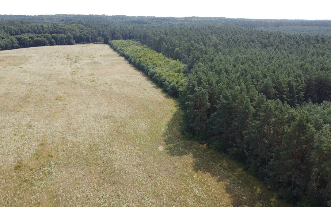 Klimatyczny las Neustrelitz, © Landesforst MV