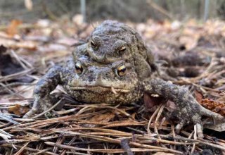 © Naturpark Feldberger Seenlandschaft M. Buhrtz © Naturpark Feldberger Seenlandschaft M. Buhrtz