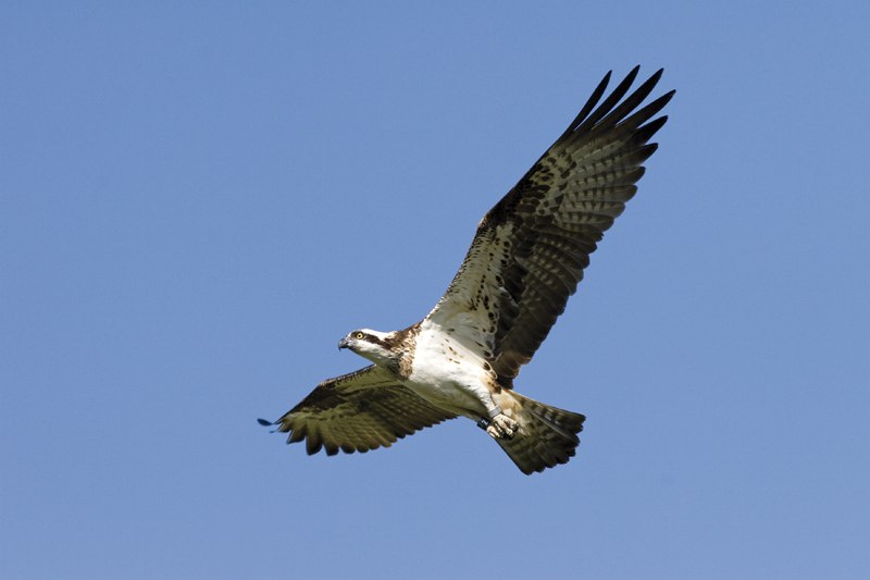 Adelaars safari, © Nationalpark-Service Müritz