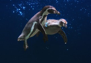 Flying penguins // &copy; Vogelpark Marlow