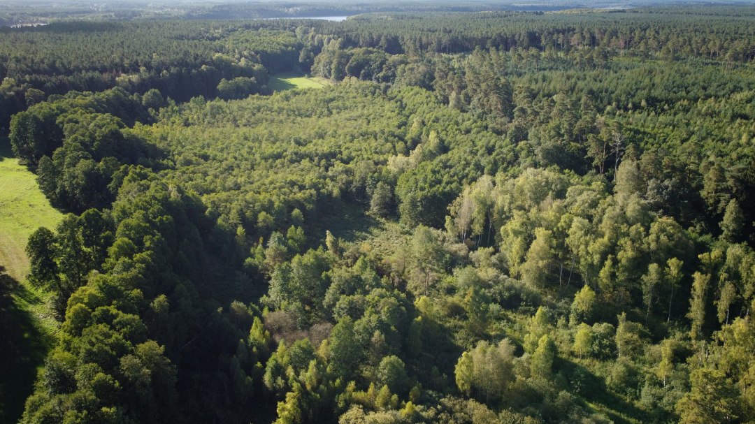 Klimatyczne leśne okolice Mirowa, © Landesforst MV