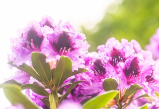Symbolfoto: In meinem Garten &ndash; mit Geschichten und Gedichten // &copy; Andr&eacute; Pristaff (TuK)