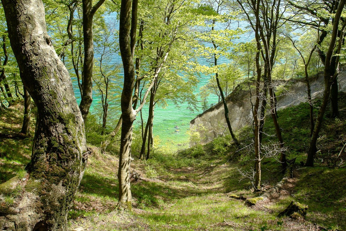 Kustbos met bomen op een heuvel en helder blauwgroen water op de achtergrond. // © Nationalaprk-Zentrum KÖNIGSSTUHL / Peter Lehmann Kustbos met bomen op een heuvel en helder blauwgroen water op de achtergrond. // © Nationalaprk-Zentrum KÖNIGSSTUHL / Peter Lehmann