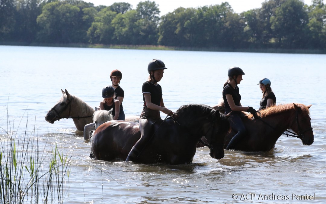 Bij de paardenboerderij Zislow is het mogelijk om met een paard het water in te gaan., © TMV / ACP Pantel