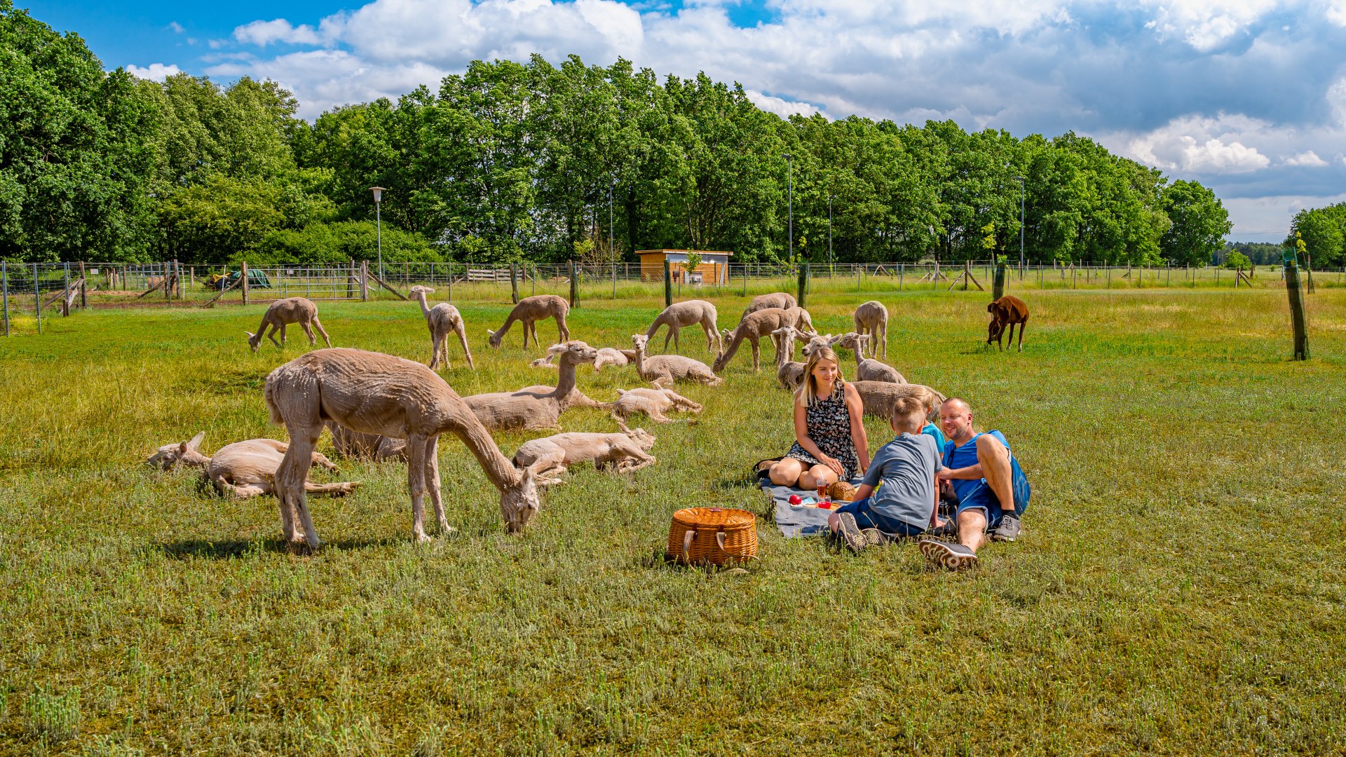 Hof Birkenkamp ma po prostu idealną łąkę piknikową. // &copy; MV-T/Tiemann