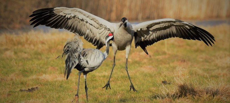 Picture of 2 cranes // © Jörg Dollmanski Picture of 2 cranes // © Jörg Dollmanski
