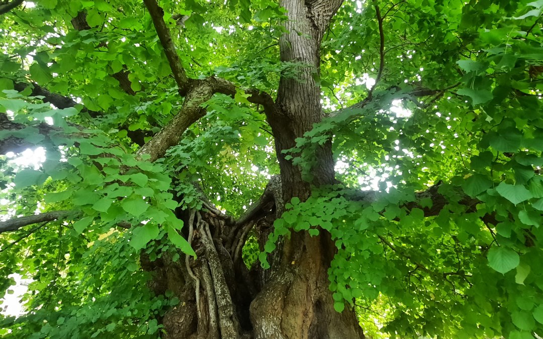 Lipa, © Waren (Müritz)-Information