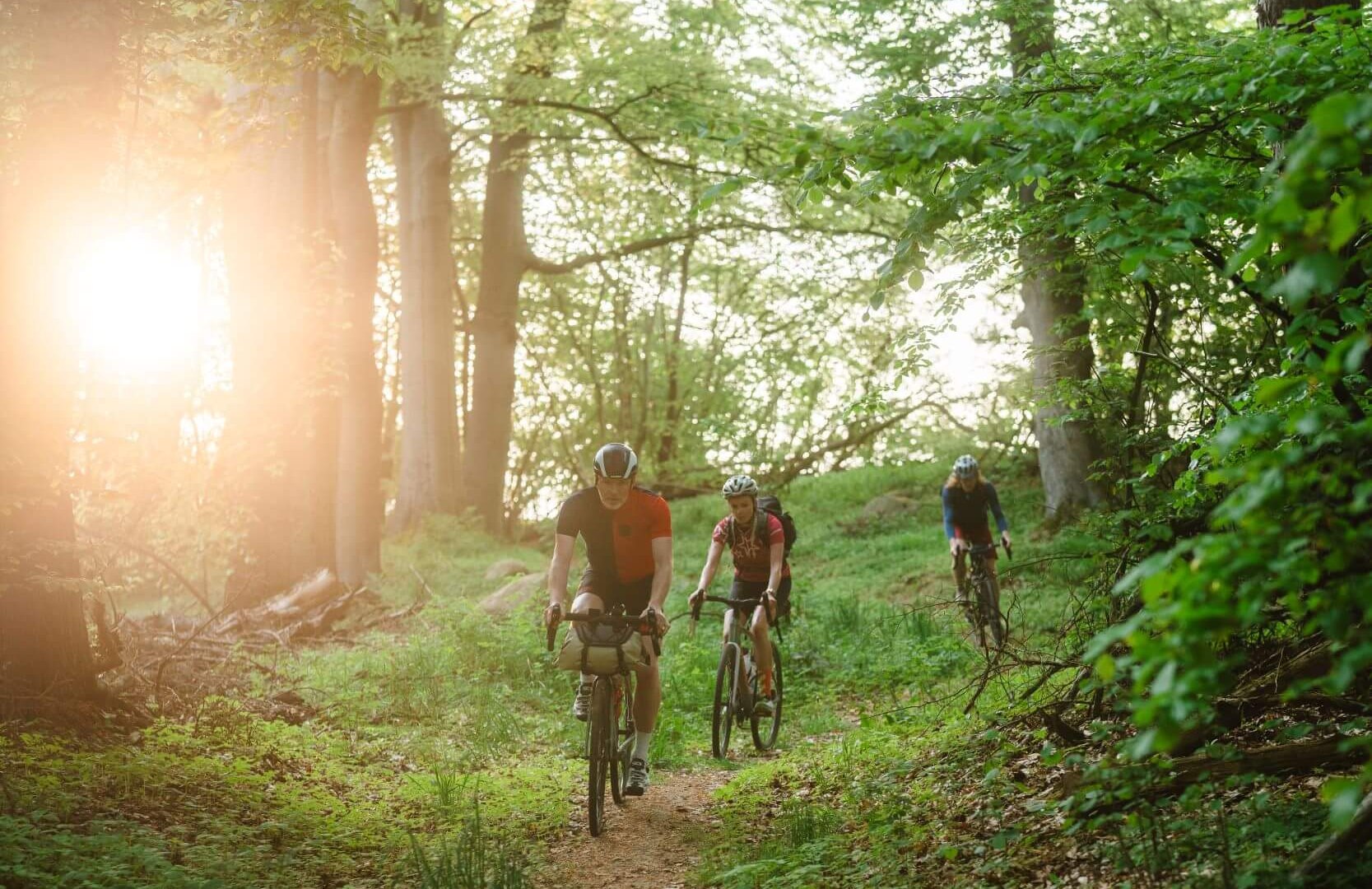 The descent from Himmelfahrtsberg to Demmin leads through a beautiful beech and chestnut forest. // © MV-T/Gross The descent from Himmelfahrtsberg to Demmin leads through a beautiful beech and chestnut forest.