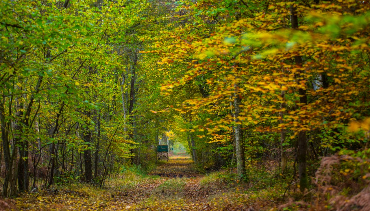 Las miejski Barth, © Arndt Gläser