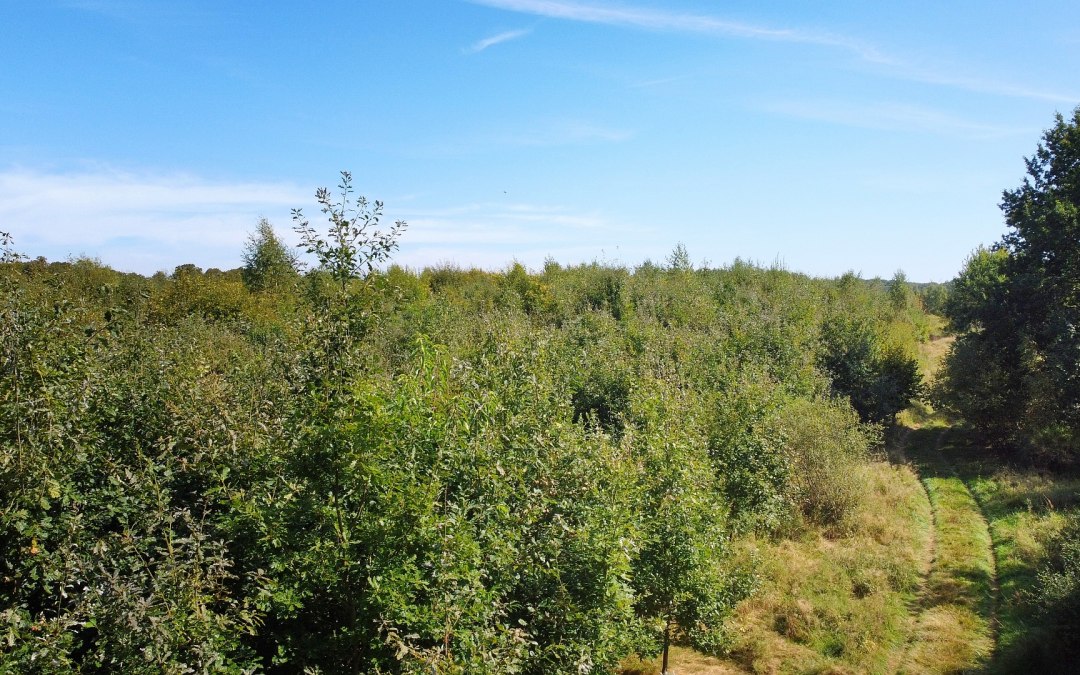 Klimaatbos Biosfeerreservaat Schaalsee, © Landesforst MV