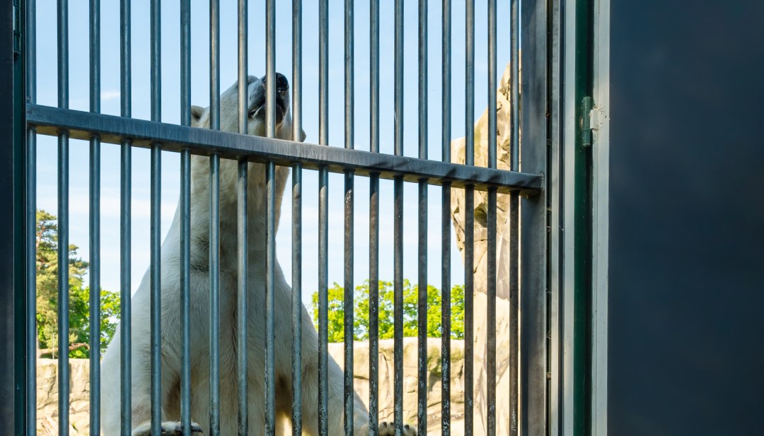 A polar bear stands on its two hind legs at the enclosure fence. A small cub is standing in front of him.