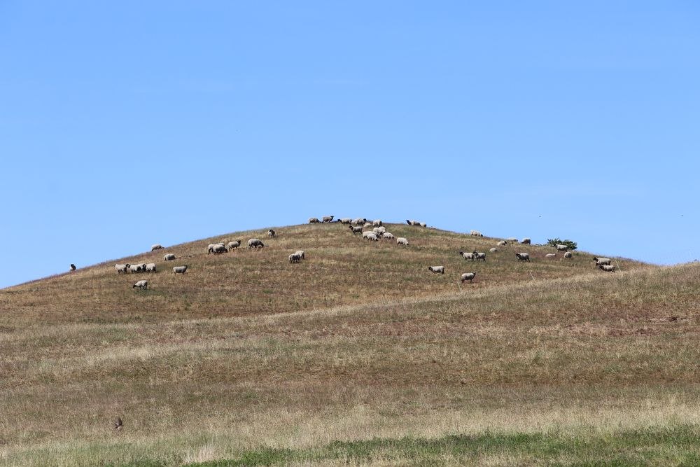 Zicker bergen, © Bildarchiv Biosphärenreservatsamt Südost-Rügen