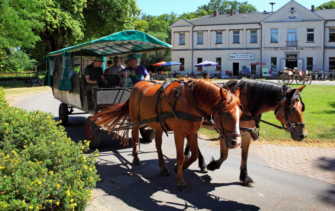 Boek Wildlife Park, © TDG Rechlin Boek Wildlife Park, © TDG Rechlin