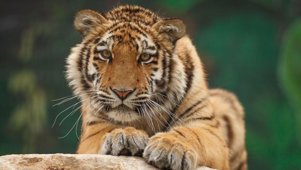 De tijgerin Elsa, © Gerald Pfaff, Erlebnis- & Tigerpark Dassow
