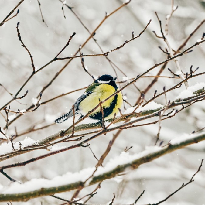 20210209-Winter06-Foto-Burwitz-Pocha, &copy; KV