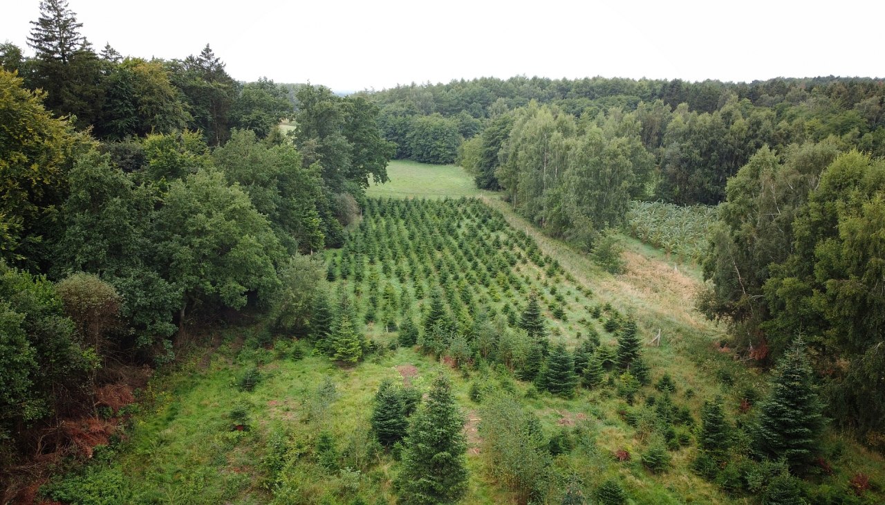 Klimatyczny las Sehlen, © Landesforst MV Klimatyczny las Sehlen, © Landesforst MV