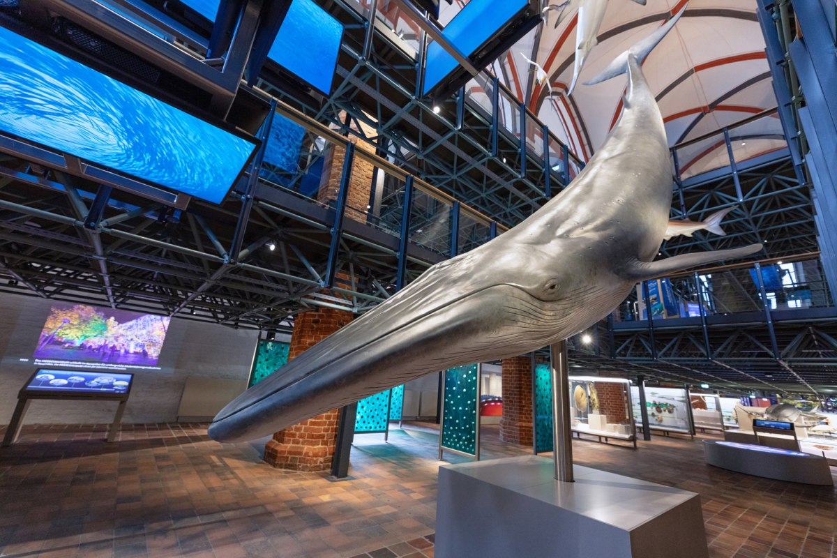In het westportaal van de kerkzaal worden de gasten begroet door een indrukwekkende multimediaproductie van een jacht op een school sardines., © Anke Neumeister/Deutsches Meeresmuseum In het westportaal van de kerkzaal worden de gasten begroet door een indrukwekkende multimediaproductie van een jacht op een school sardines., © Anke Neumeister/Deutsches Meeresmuseum