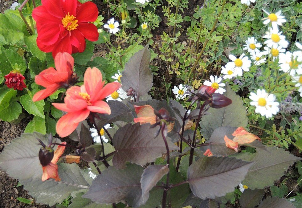 Bloeiende pracht in de showtuin, © Kurverwaltung Insel Poel