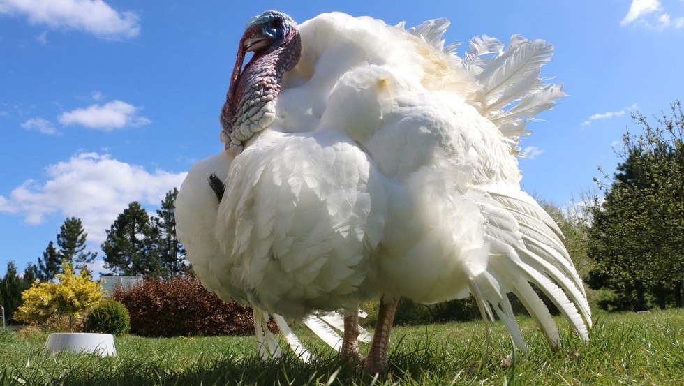 &copy; Stiftung Tiernothilfe