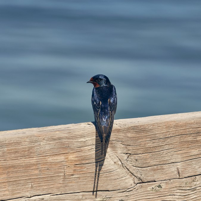 20210530-Schwalbe-Foto-Burwitz-Pocha, &copy; Burwitz