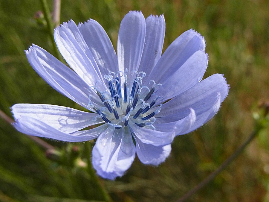 Cykoria, © bereitgestellt von Silvia Berg