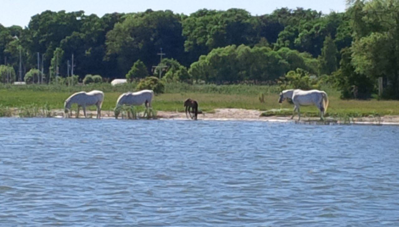 Romantic scene on the Peene River. An unforgettable moment between sky, water and horsesThe Peene River glistens dreamily in the radiant sunlight, while a light wind gently flutters the sails of the yacht.  The weather couldn't be more beautiful - every ray of sunshine tickles the skin and makes the heart grow fonder, while a herd of horses grazes directly on the flat, green shore. Their manes gleam in the light, and every now and then one of them tosses its head curiously, its nostrils turned towards the water. They seem almost close enough to touch - from the yacht, you would think you could touch the silky backs of the animals with an outstretched arm, and the lush green of the grass forms a wonderful contrast to the bright blue of the sky and the calm river. The horses graze peacefully, close together, some trotting playfully along the bank. Their gentle snorting and the soft rustling of the stalks mingle with the lapping of the waves - a symphony of nature that makes this moment unforgettable.there is a touch of romance about the scenery: the bond between the animals, their freedom between the sky and the water, the feeling of being part of this beauty. It is one of those rare moments when time seems to stand still and the world is simply perfect., &copy; byc