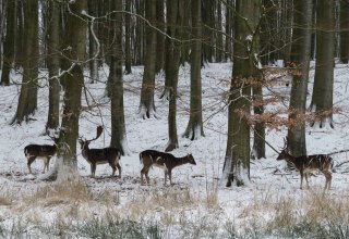 © Nationalpark-Zentrum KÖNIGSSTUHL