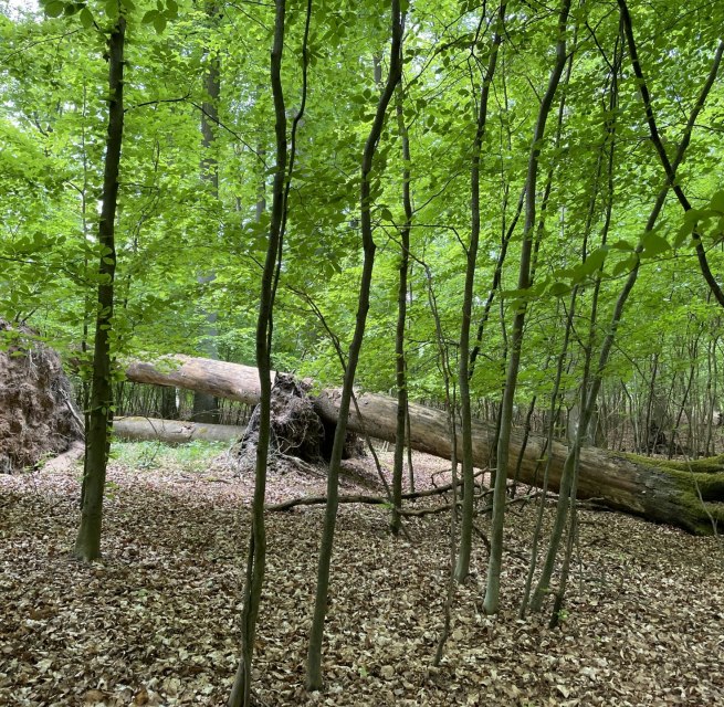 © Britta Daedelow-Seydl © Britta Daedelow-Seydl