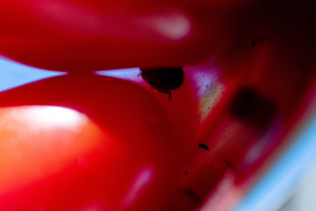 © Courtesy: Paul Niedermayer & The Wig, Berlin. © Courtesy: Paul Niedermayer & The Wig, Berlin.