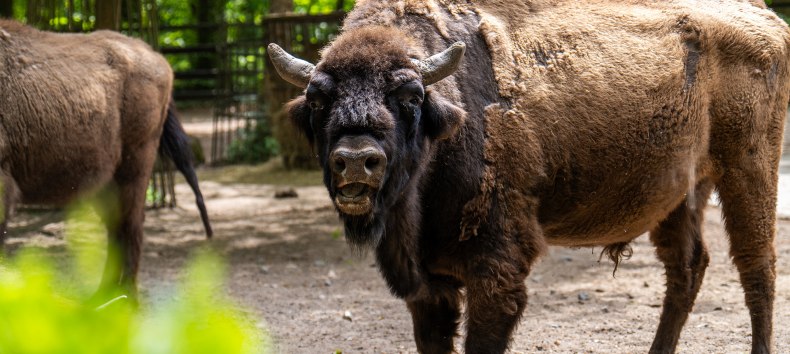 Wisente im Zoo Rostock. // &copy; Zoo Rostock/ Dr&uuml;bbisch