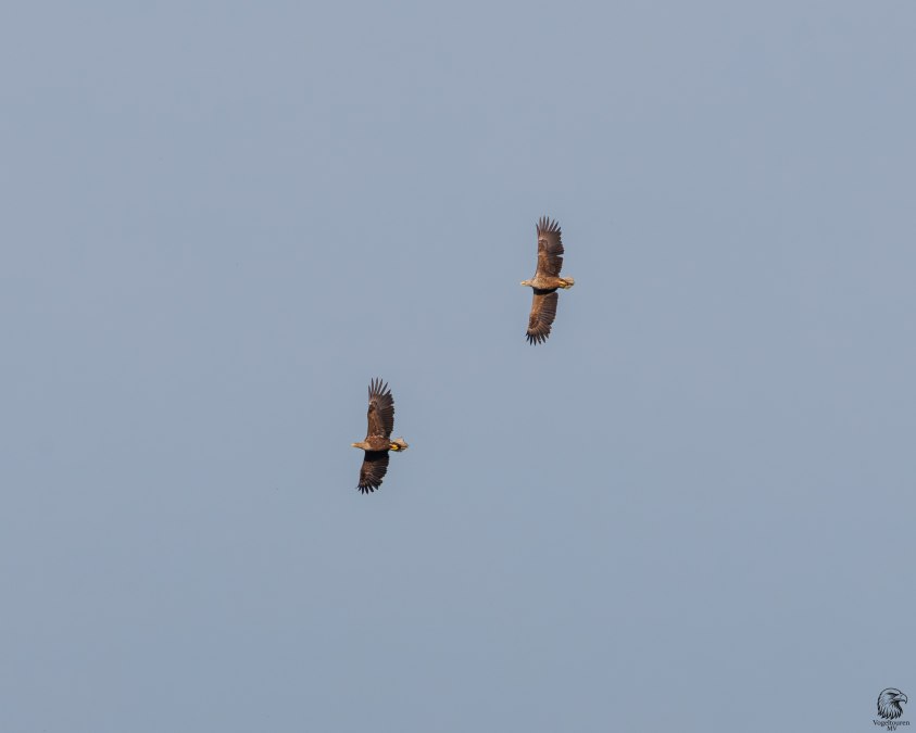 Twee zeearenden tijdens de vlucht., © Vogeltouren MV/ Kevin Hempel