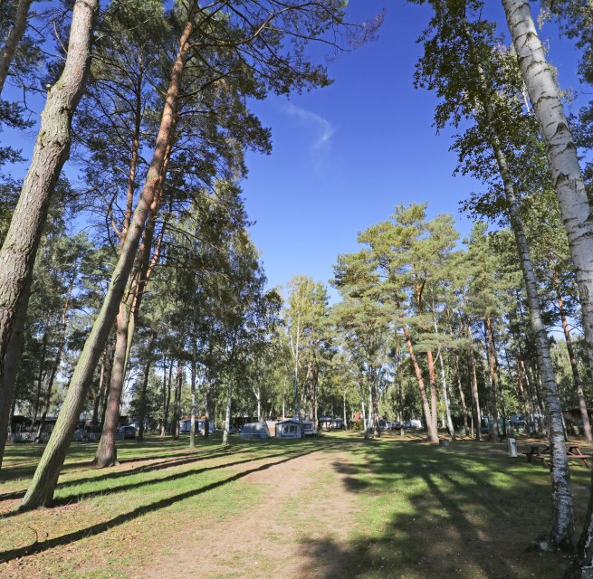 Bos, © TMV/Gohlke