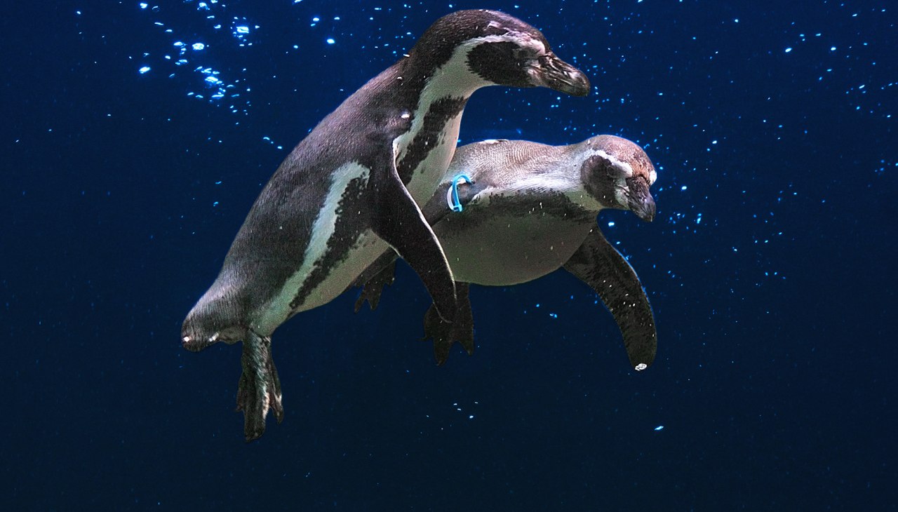 Flying penguins, © Vogelpark Marlow Flying penguins, © Vogelpark Marlow