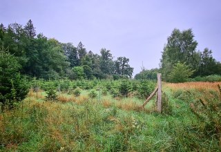 Klimawald Sehlen // © Landesforst MV Klimawald Sehlen // © Landesforst MV