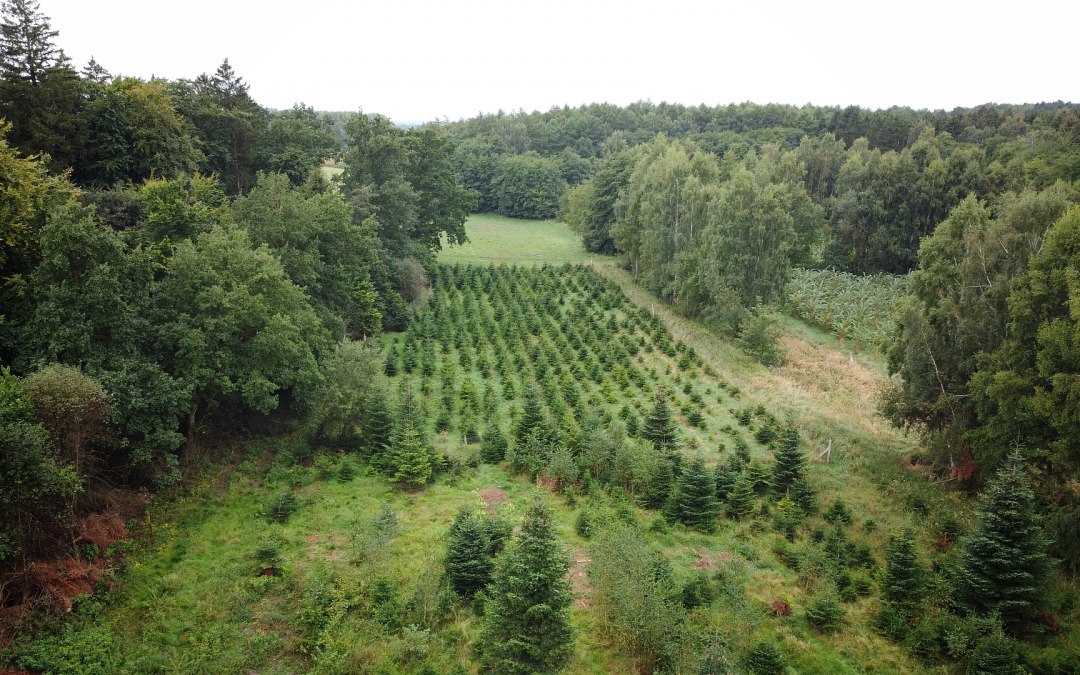 Klimaatbos Sehlen, © Landesforst MV