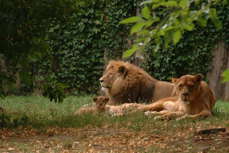 Leeuwen in de dierentuin van Stralsund, © Zoo Stralsund