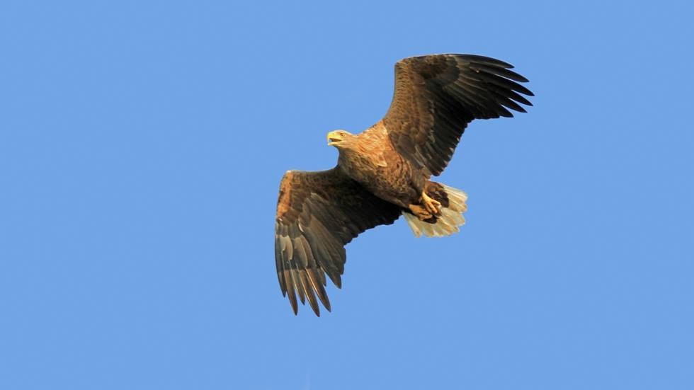 Visvijvers in het Lewitz natuurreservaat - Zeearend volwassen vogel, © Lewitzfotograf.de-Ralf Ottmann