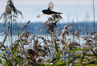 &copy; Nationalparkamt Vorpommern