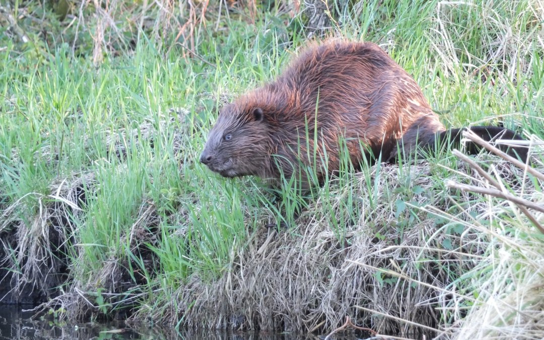 Een zeldzaam gezicht: Bever aan de kust, © Martin Hagemann