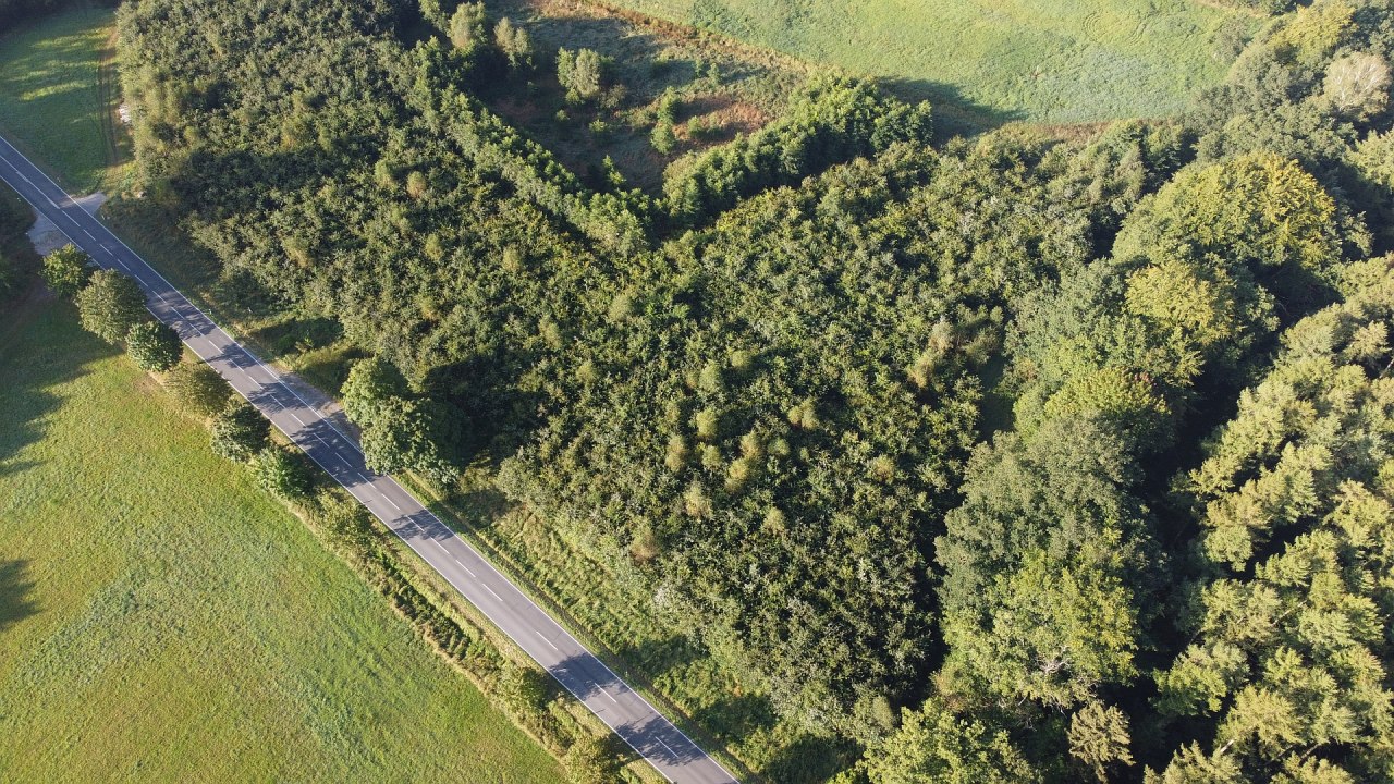 Climate forest B&uuml;tzow // &copy; Landesforst MV